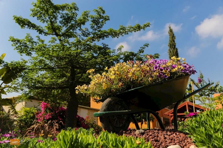 אל מול גולן 