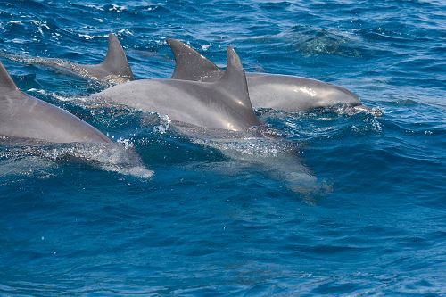 זנזיבר אי החלומות