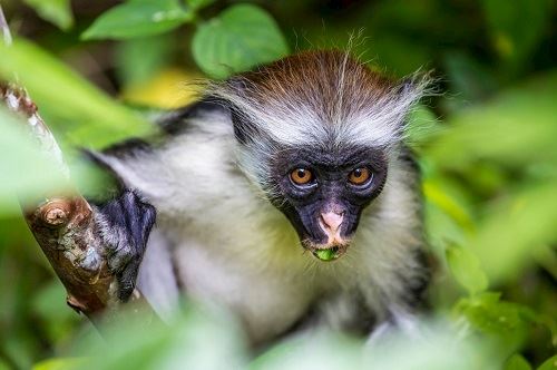 זנזיבר אי החלומות